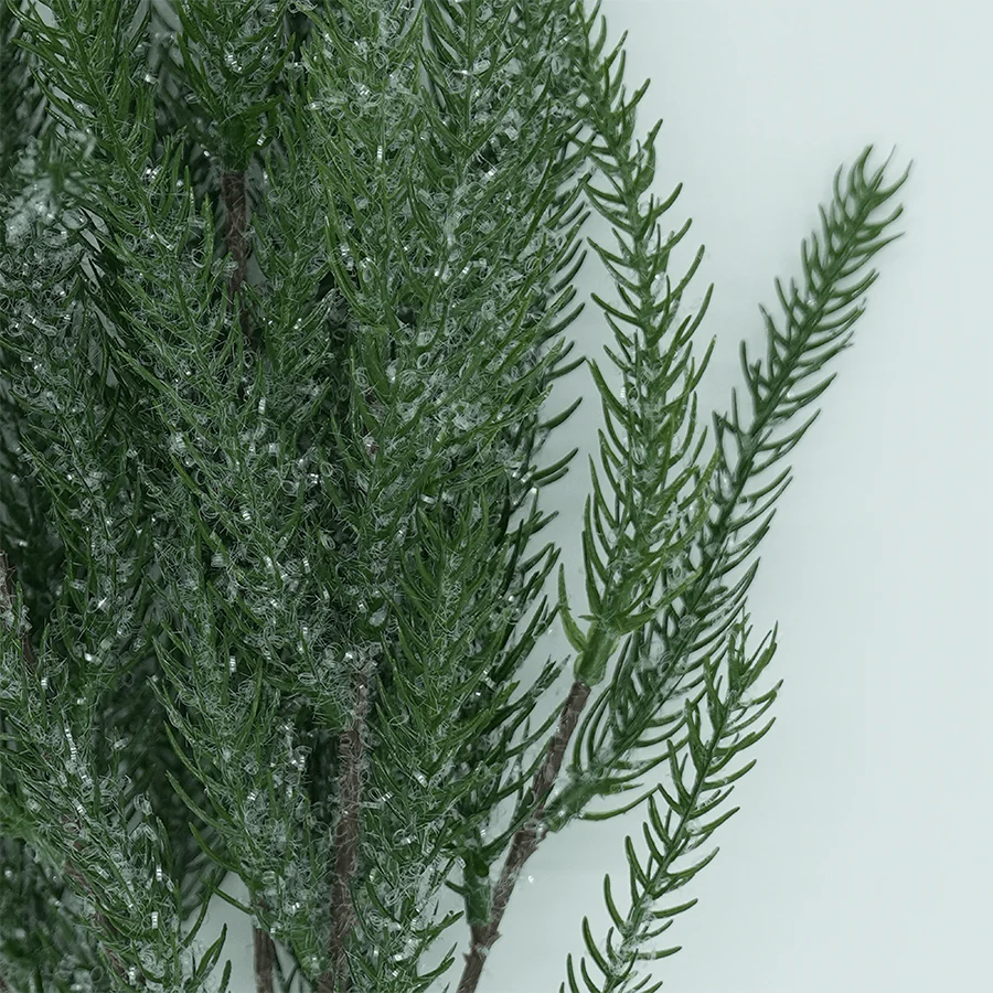 Araucaria Bunch - Image 3