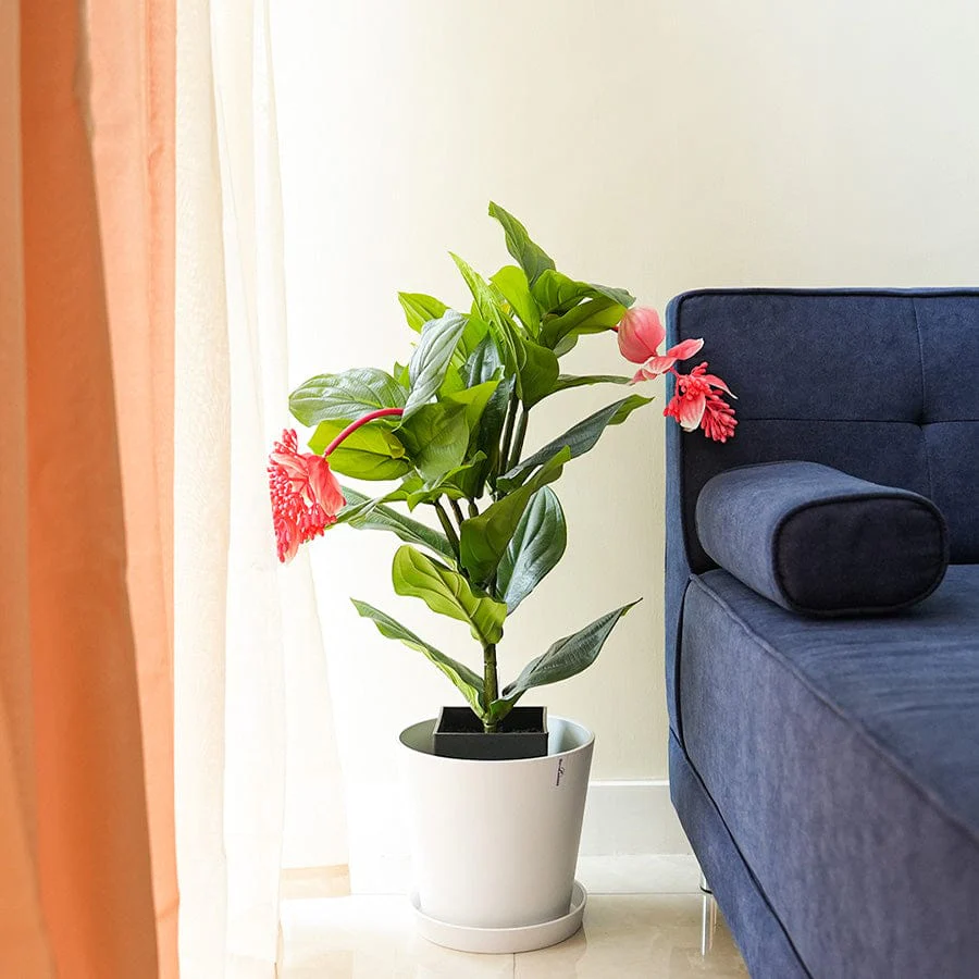 Medinilla Potted Plant 80 cm - Image 2