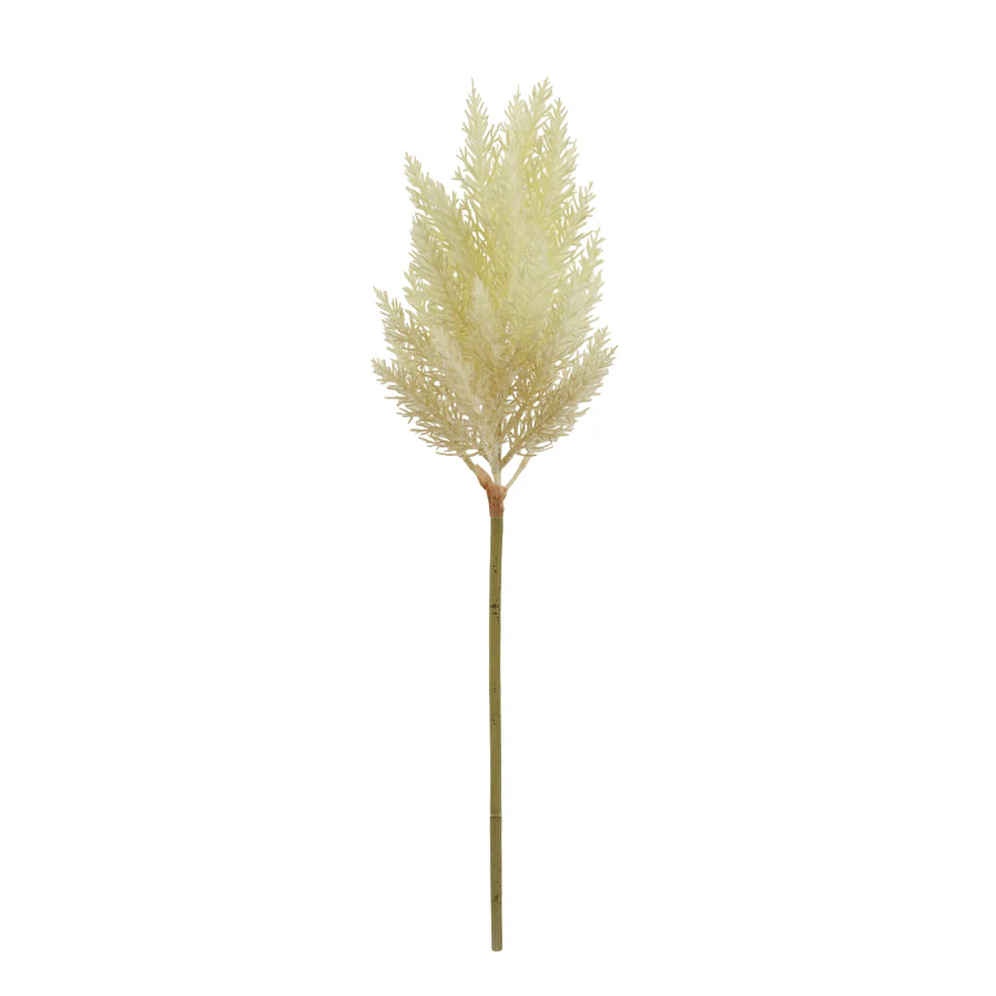 Cortaderia Grass - Image 3
