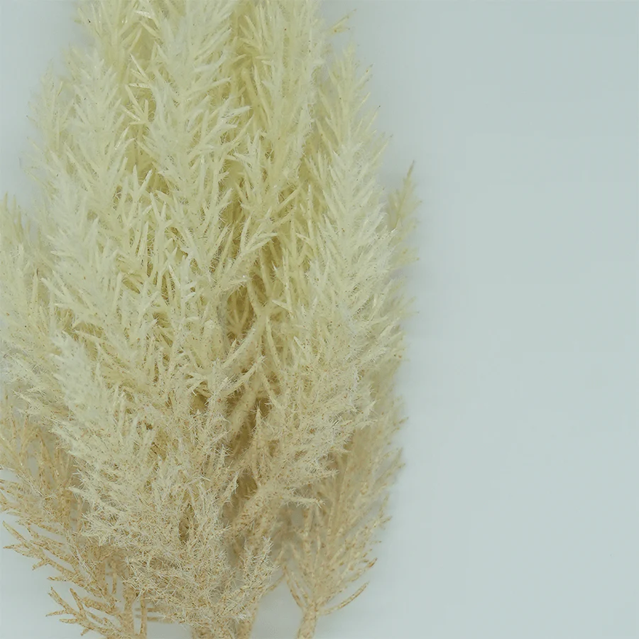 Cortaderia Grass - Image 4