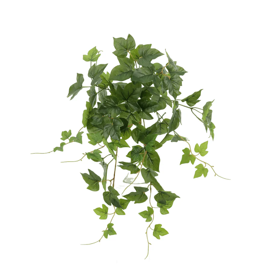 Ivy Morning Glory - Image 3
