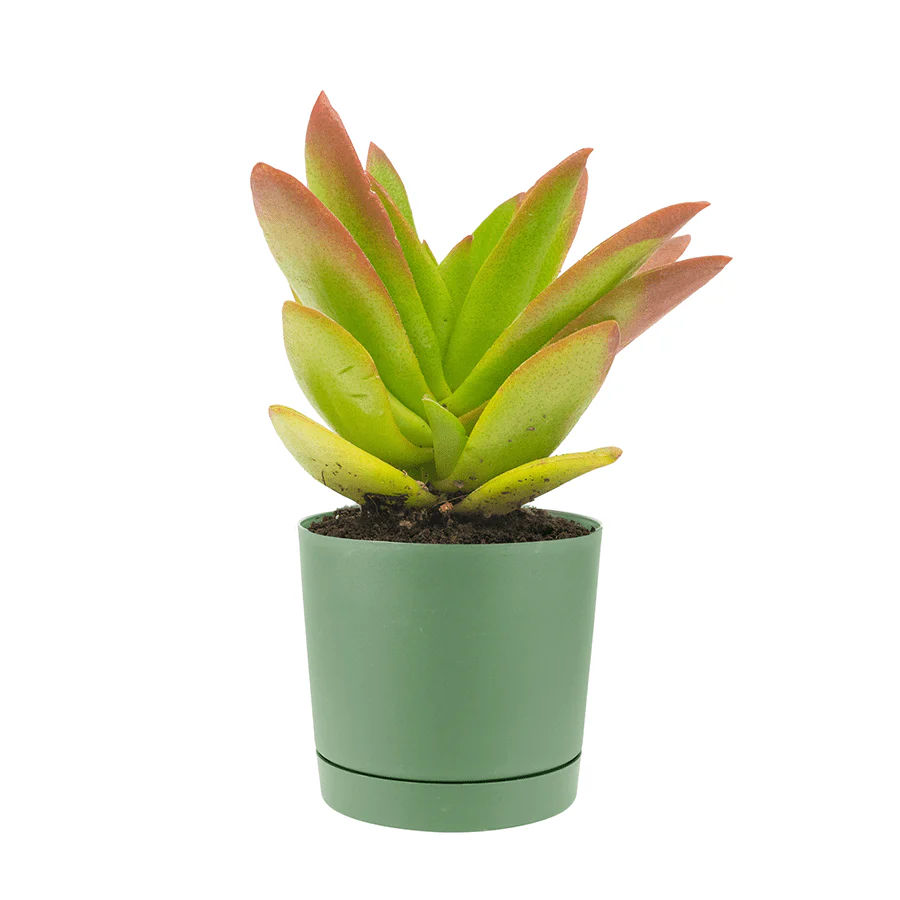 Lechuza Plastic Planter - Image 3