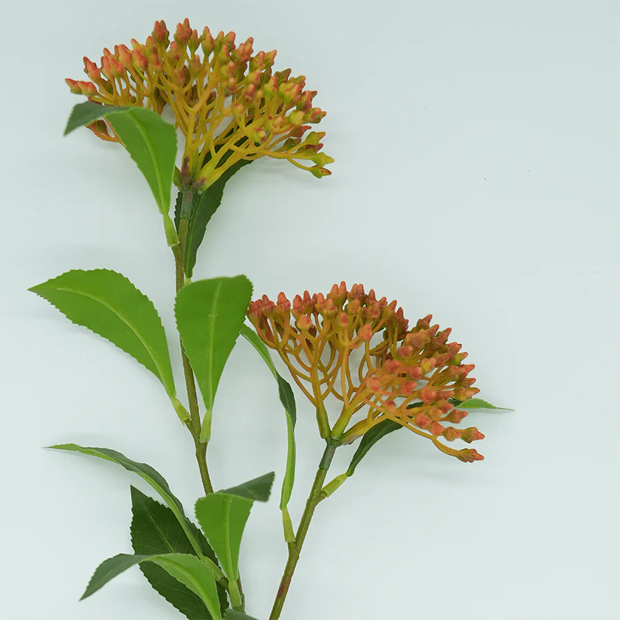 Lindera Flower - Image 3