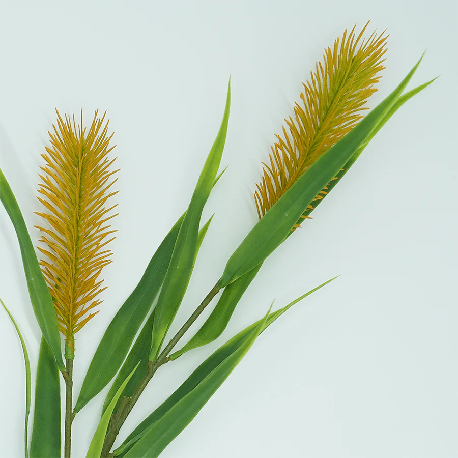 Meadow Bristle Grass - Image 3