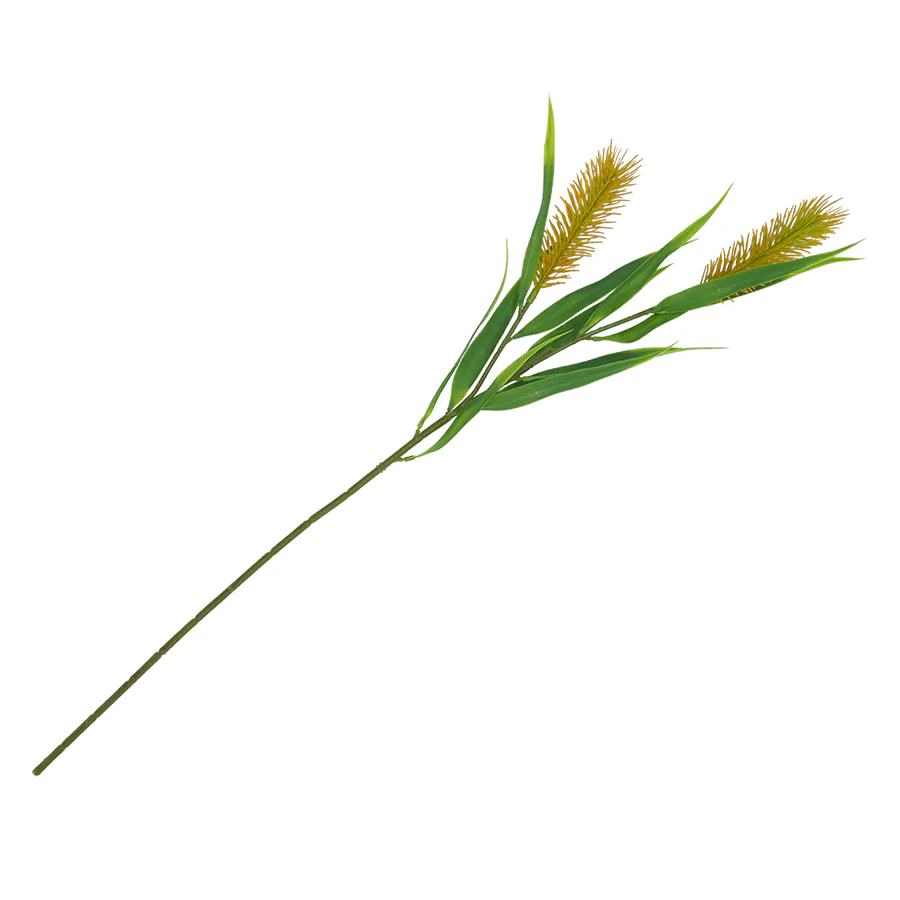 Meadow Bristle Grass - Image 4