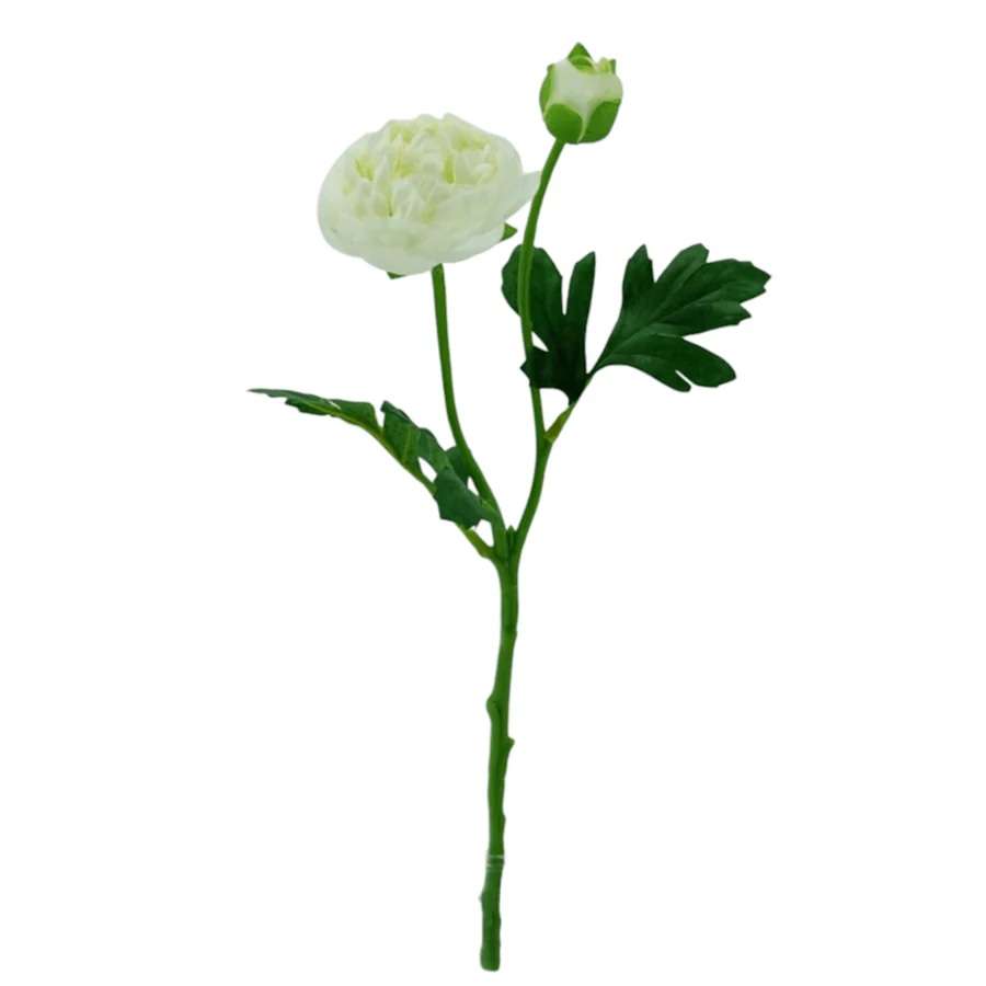 Ranunculous White - Image 4