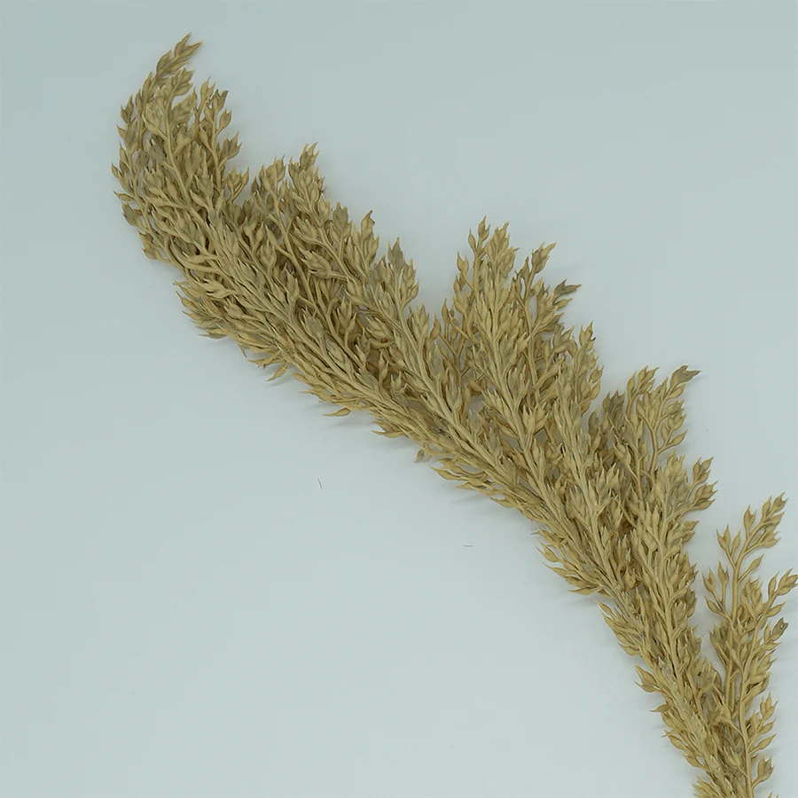 Reed Grass - Image 3