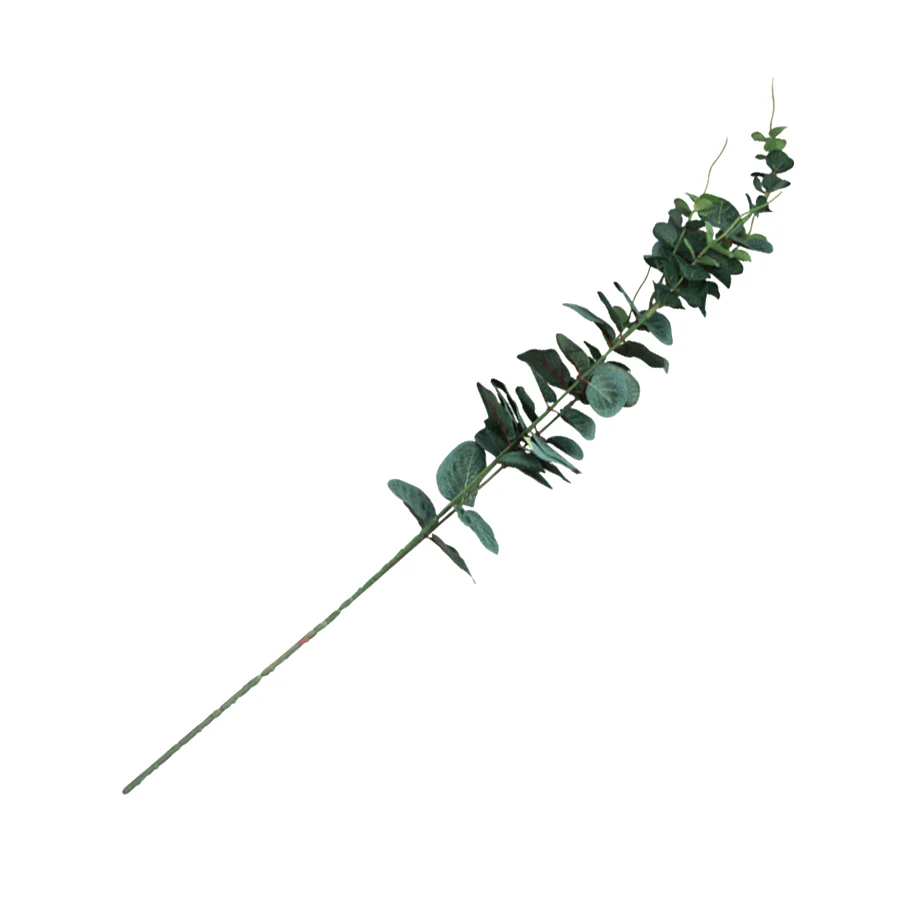 Spiral Eucalyptus Single Leaf - Image 6